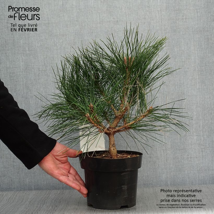 Pinus nigra Pierrick Bregeon - Black Pine 2L/3L pot sample as delivered in winter
