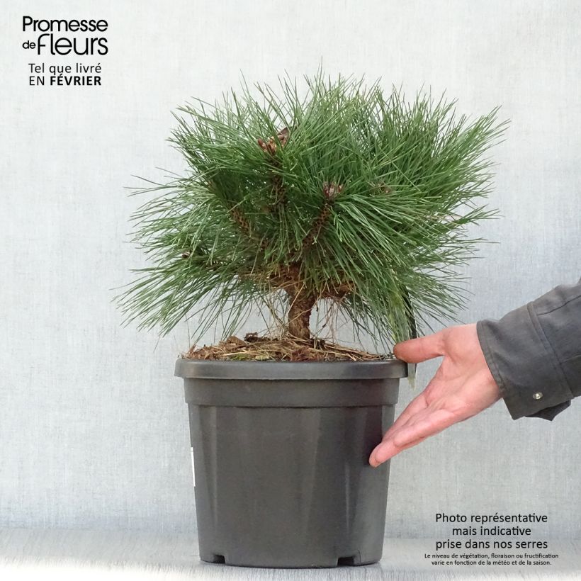 Pinus nigra Pierrick Bregeon - Black Pine 7.5L/10L pot sample as delivered in winter