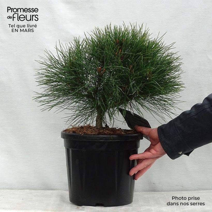 Pinus nigra Pierrick Bregeon - Black Pine 7.5L/10L pot sample as delivered in spring