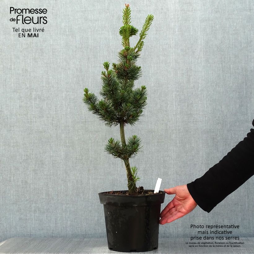 Pinus parviflora Azumi Goye - Japanese White Pine 7.5L/10L pot sample as delivered in spring