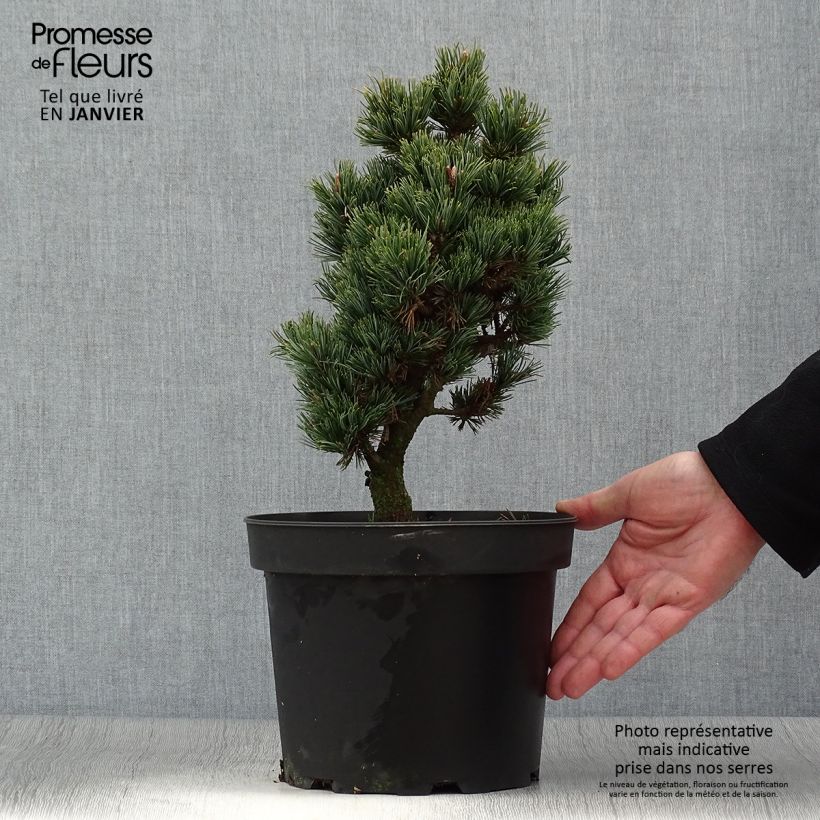 Pinus parviflora Beran - Japanese White Pine 4L/5L pot sample as delivered in winter