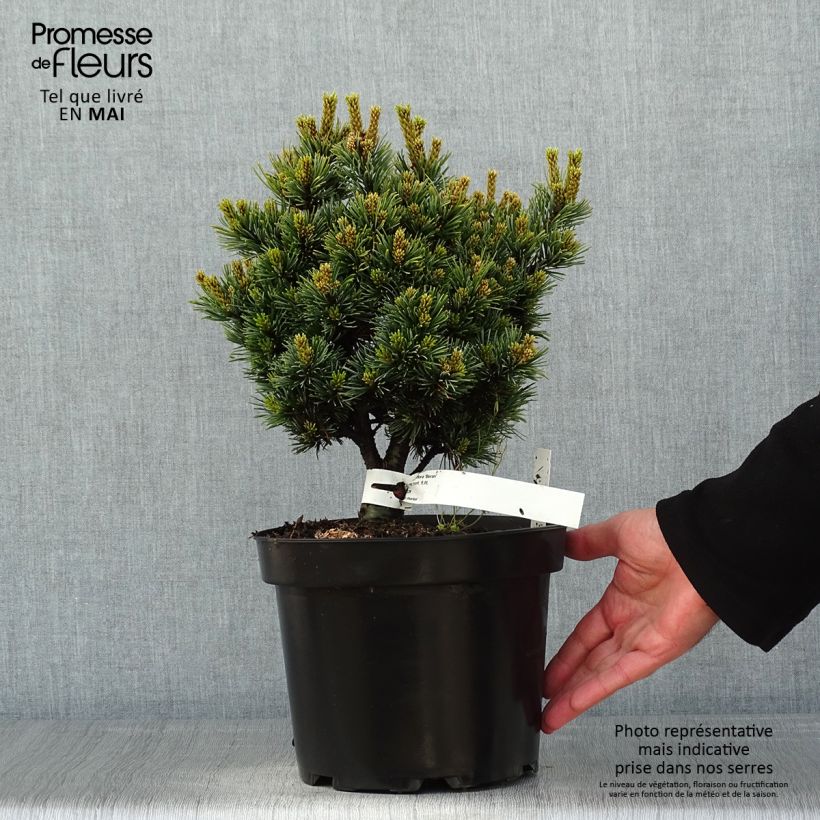 Pinus parviflora Beran - Japanese White Pine 4L/5L pot sample as delivered in spring