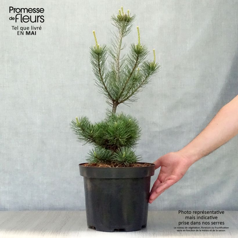 Pinus parviflora Glauca - Japanese White Pine 4L/5L pot sample as delivered in spring