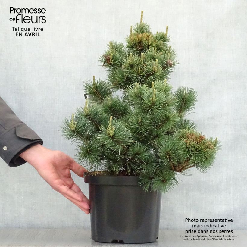 Pinus parviflora Negishi - Japanese White Pine 4L/5L pot sample as delivered in spring