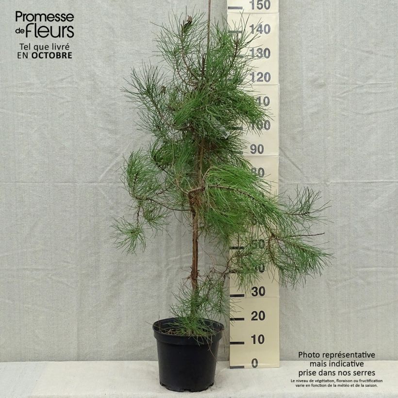 Pinus pinaster - Maritime pine 7.5L/10L pot sample as delivered in autumn