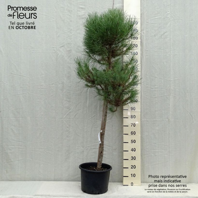 Pinus pinea - Umbrella pine 30L/35L pot sample as delivered in autumn