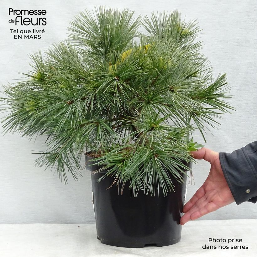 Pinus strobus Minima - Eastern White Pine 7.5L/10L pot sample as delivered in spring
