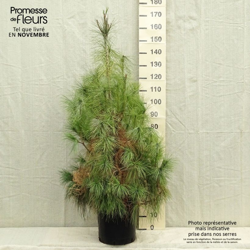 Pinus wallichiana - Bhutan Pine 18L/20L pot sample as delivered in autumn