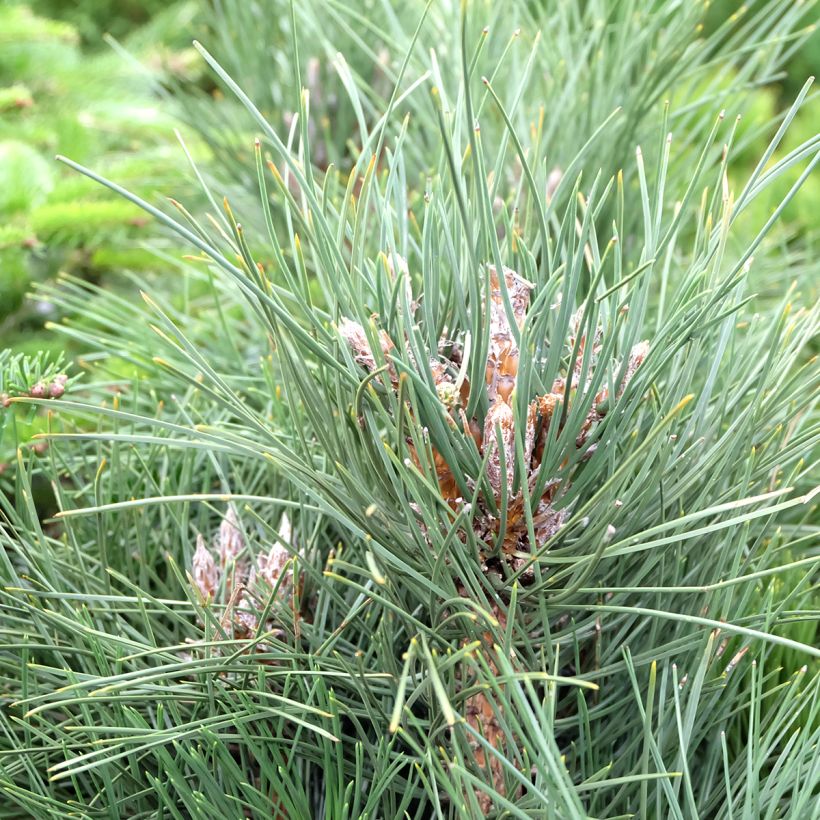 Pinus nigra Green Tower - Black Pine (Foliage)