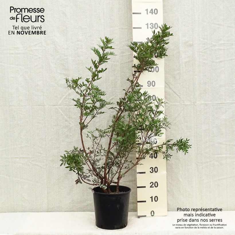 Pistacia lentiscus - Mastic Tree 6L/7L pot sample as delivered in autumn