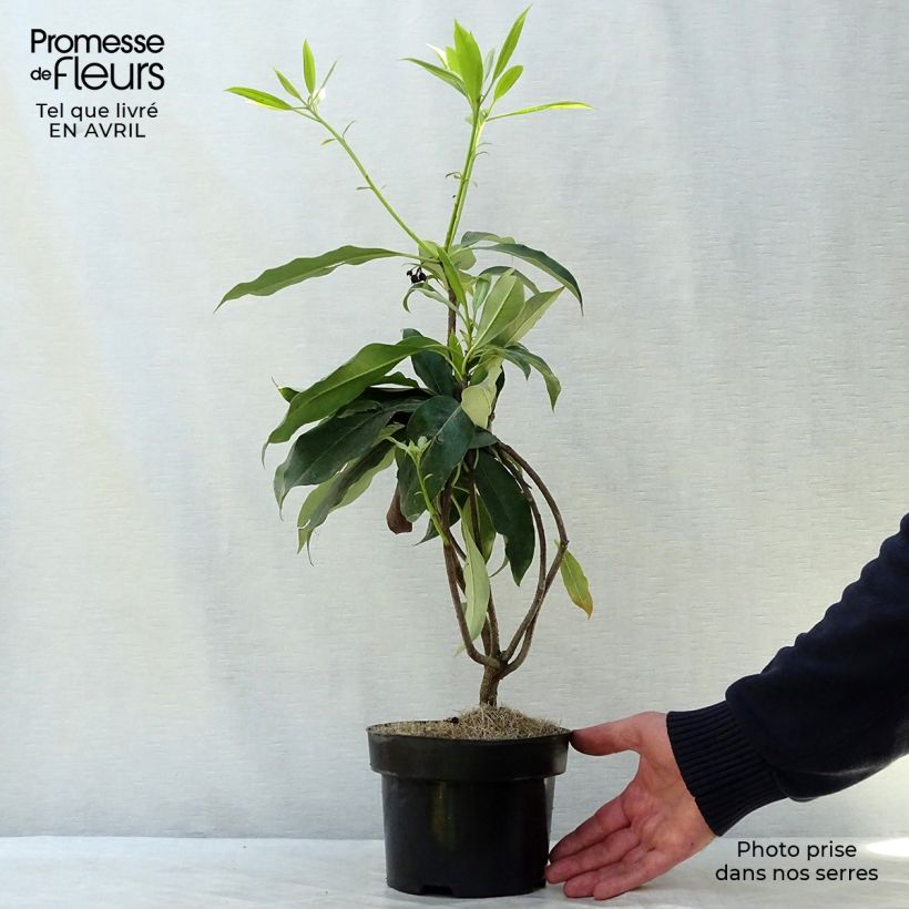 Pittosporum daphniphylloides 2L/3L pot sample as delivered in spring