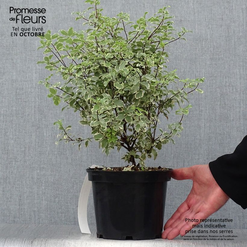 Pittosporum eugenoides Variegatum 3L/4L pot sample as delivered in autumn