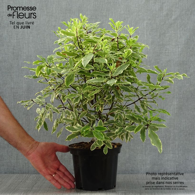 Pittosporum eugenoides Variegatum 3L/4L pot sample as delivered in summer