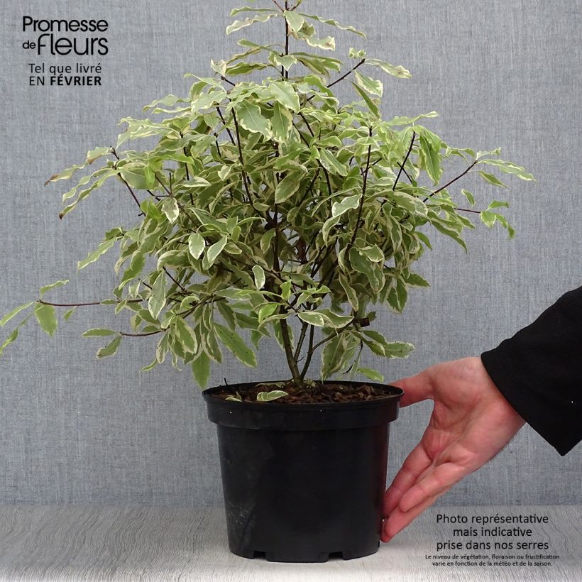Pittosporum eugenoides Variegatum 3L/4L pot sample as delivered in winter