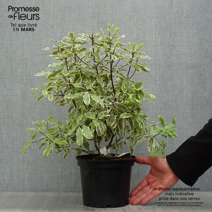 Pittosporum eugenoides Variegatum 3L/4L pot sample as delivered in spring