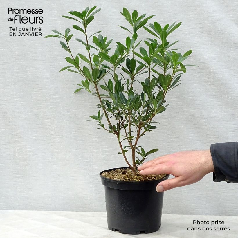 Pittosporum heterophyllum 2L/3L pot sample as delivered in winter