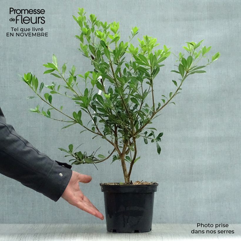 Pittosporum heterophyllum 2L/3L pot sample as delivered in autumn