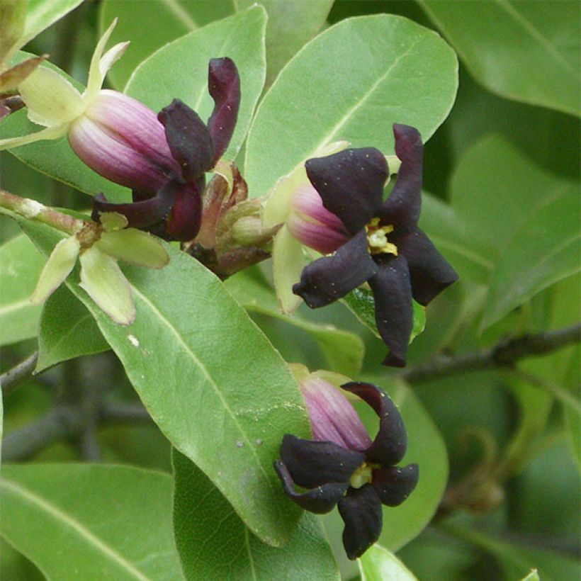 Pittosporum tenuifolium (Flowering)