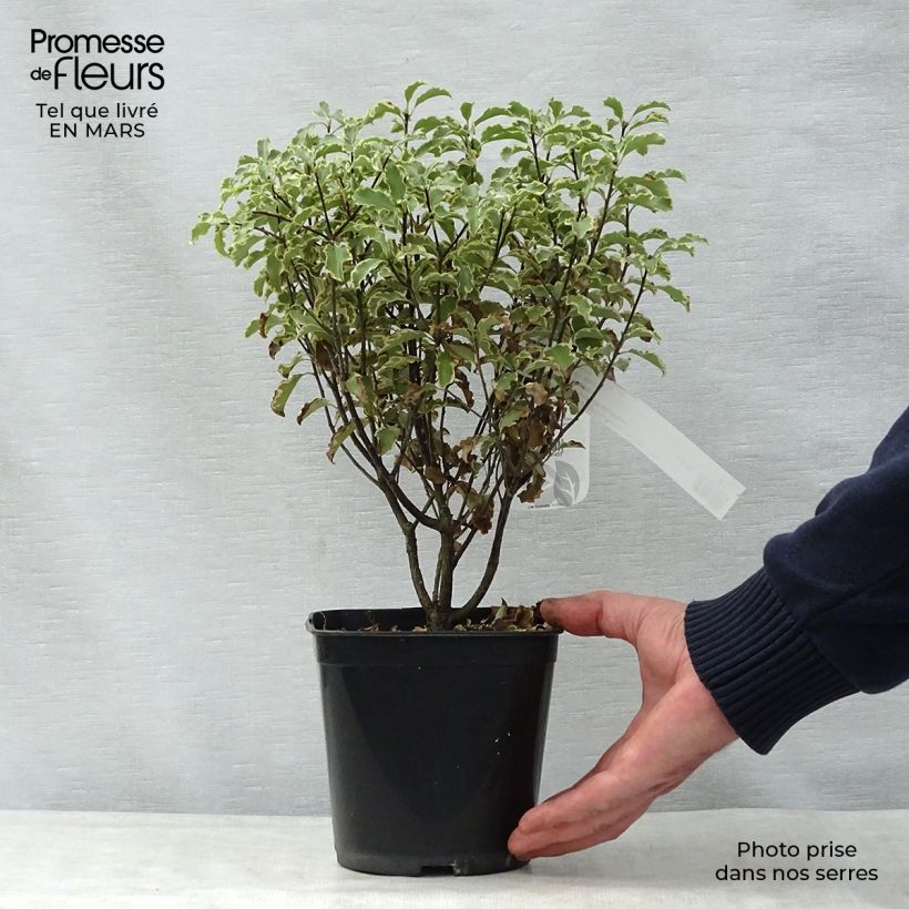 Pittosporum tenuifolium 2L/3L pot sample as delivered in spring