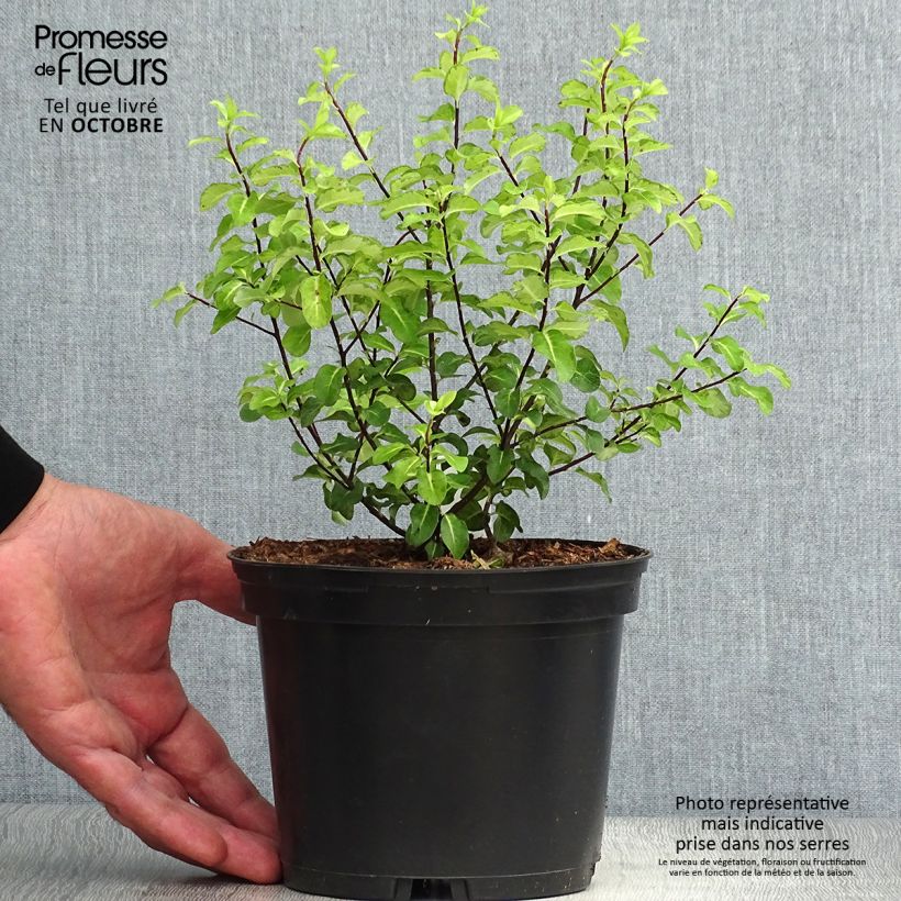 Pittosporum tenuifolium Abbotsbury Gold - Kohuhu 2L/3L pot sample as delivered in autumn