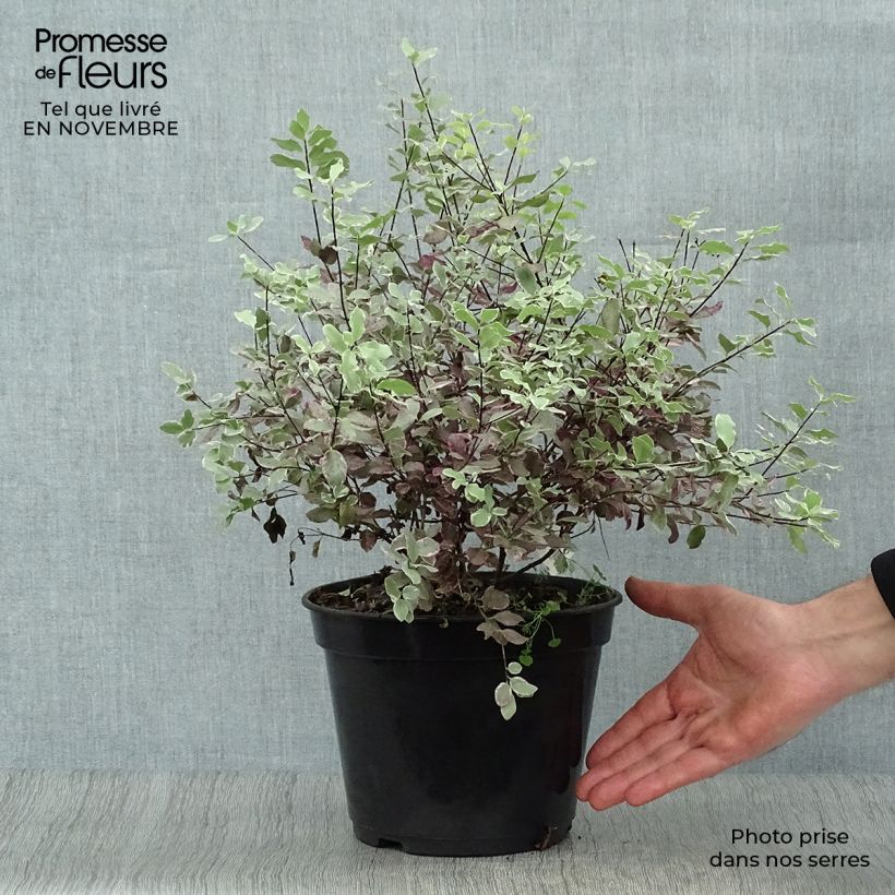 Pittosporum tenuifolium Bannow Bay - Kohuhu 3L/4L pot sample as delivered in autumn