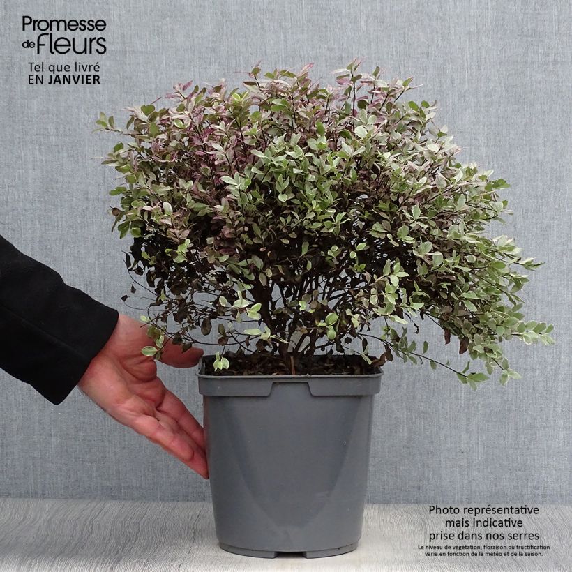 Pittosporum tenuifolium Bannow Bay - Kohuhu 3L/4L pot sample as delivered in winter