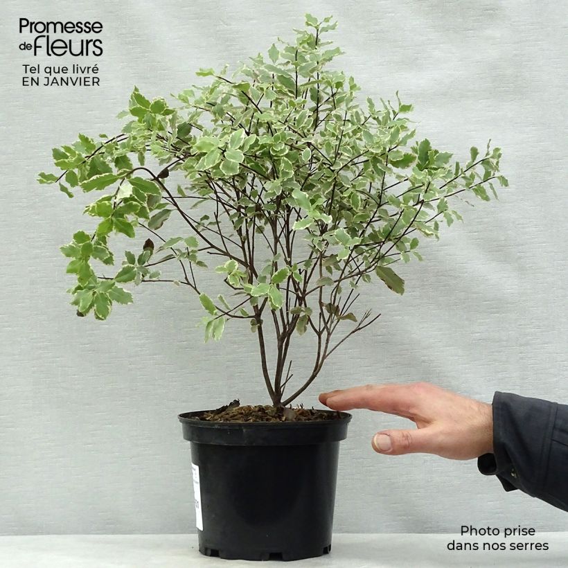 Pittosporum tenuifolium Elisabeth - Kohuhu 2L/3L pot sample as delivered in winter