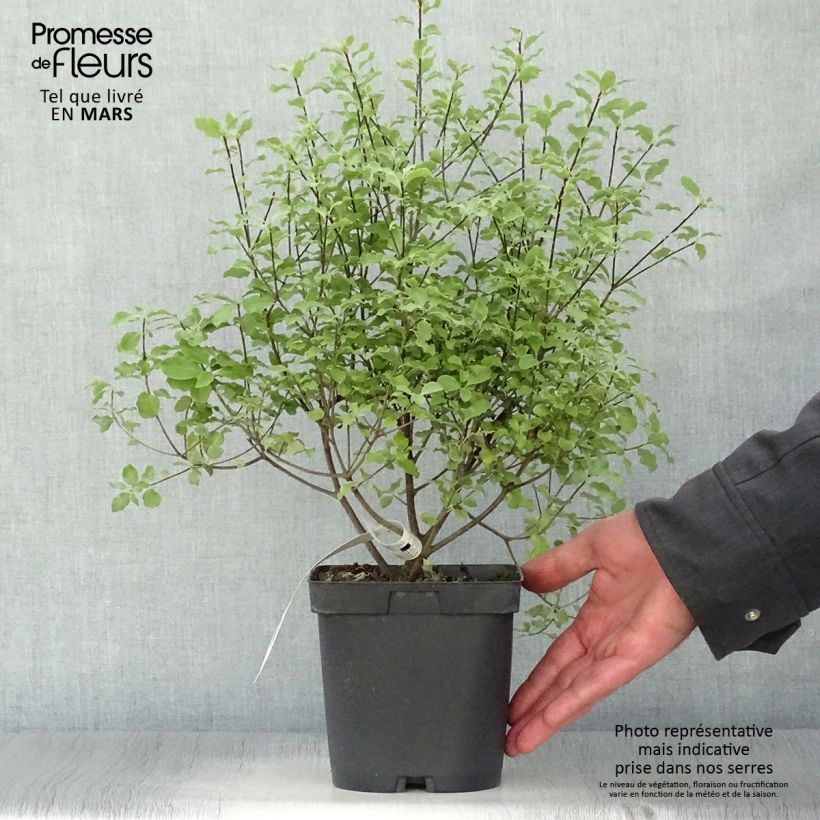 Pittosporum tenuifolium Emerald Dome - Kohuhu 2L/3L pot sample as delivered in spring