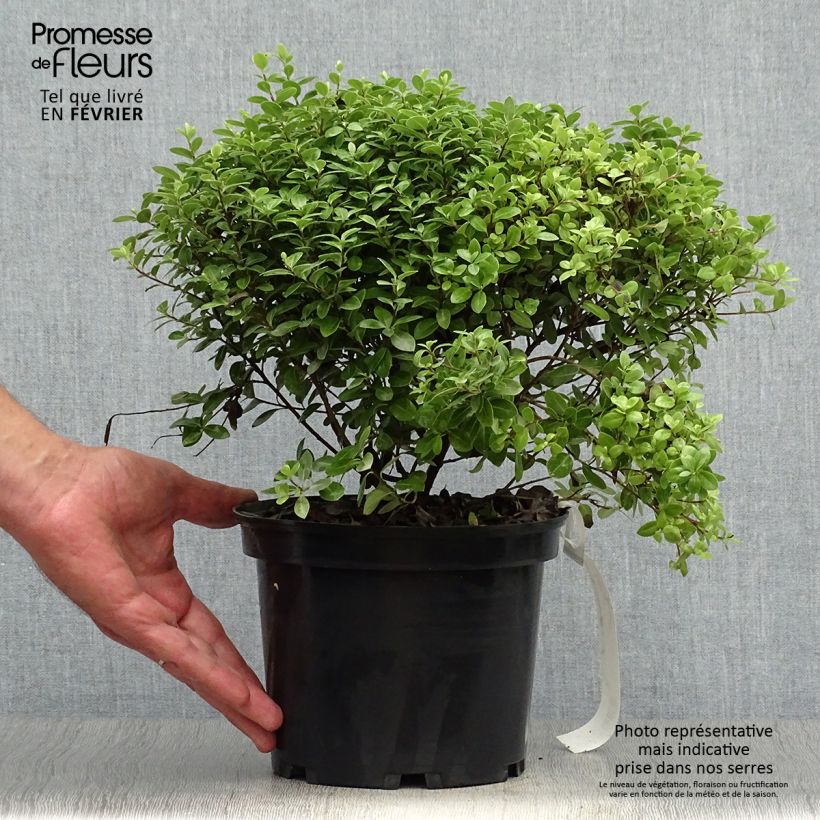 Pittosporum tenuifolium Golf Ball - Kohuhu 2L/3L pot sample as delivered in autumn