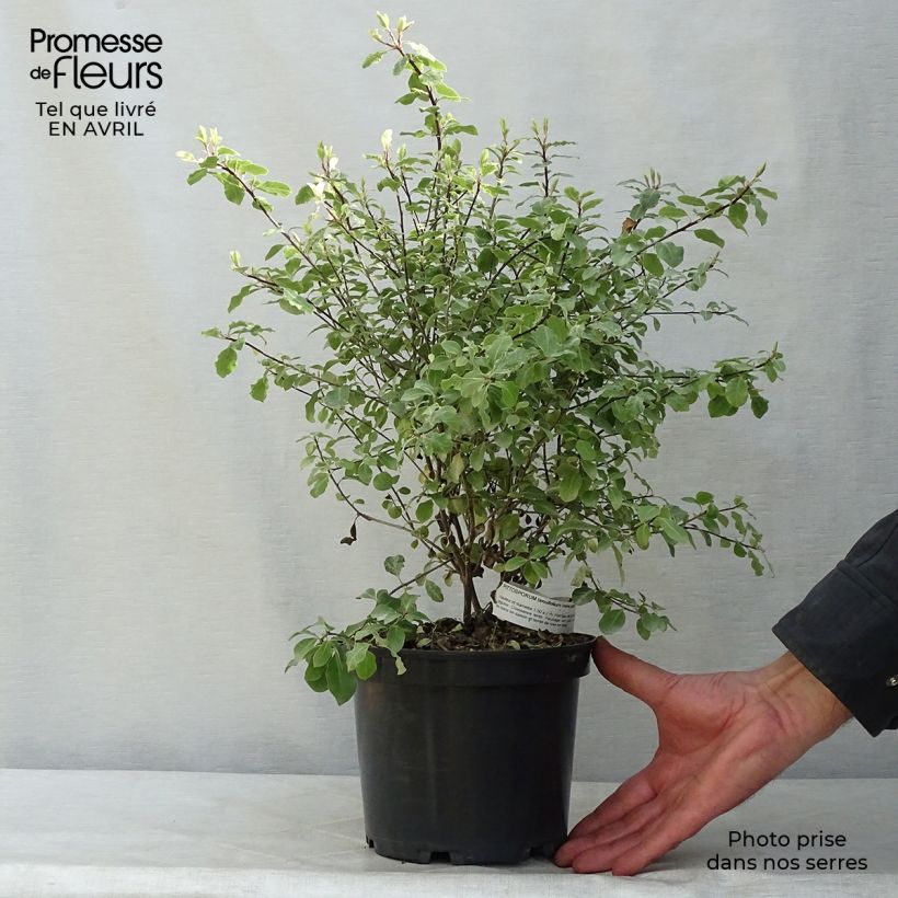 Pittosporum tenuifolium Irene Patterson - Kohuhu 2L/3L pot sample as delivered in spring