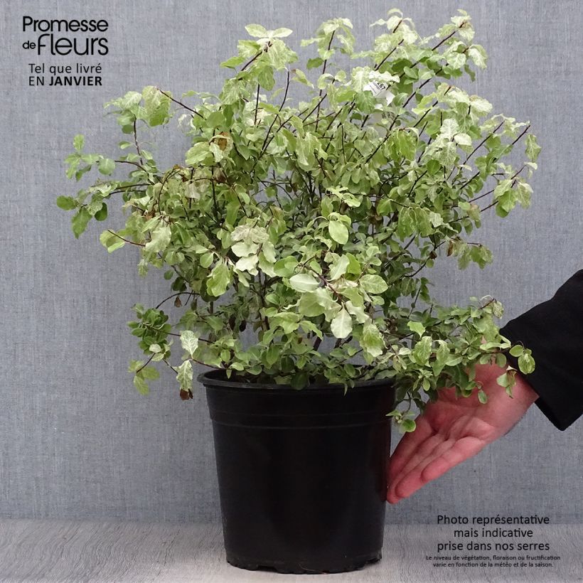 Pittosporum tenuifolium Irene Patterson - Kohuhu 4L/5L pot sample as delivered in winter