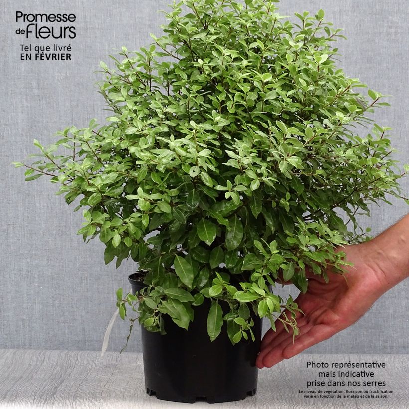 Pittosporum tenuifolium Midget - Kohuhu 2L/3L pot sample as delivered in autumn