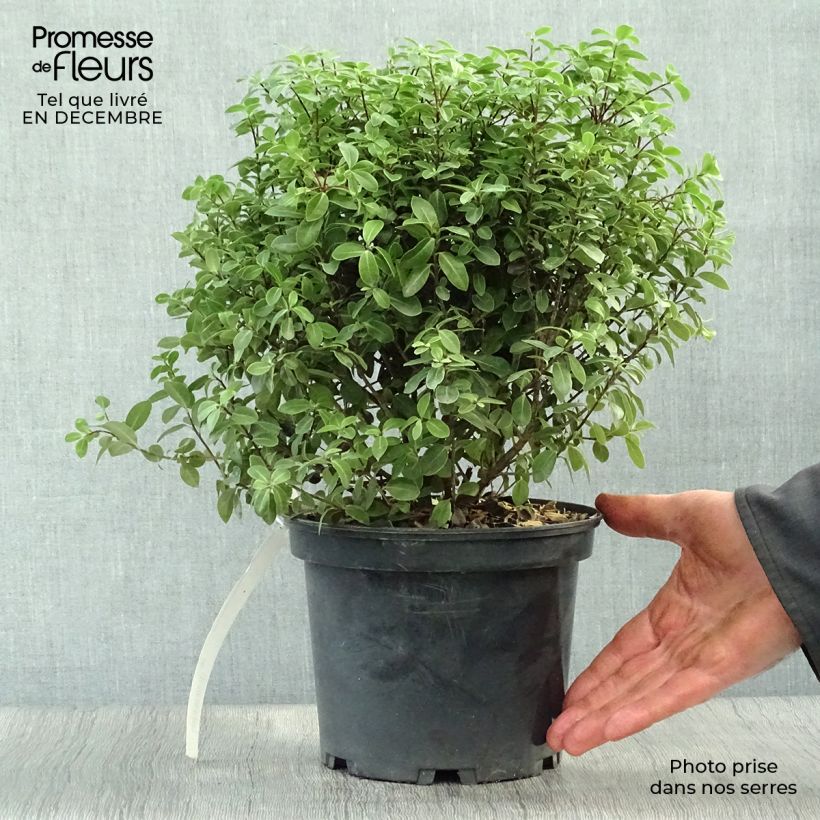 Pittosporum tenuifolium Midget - Kohuhu 2L/3L pot sample as delivered in winter