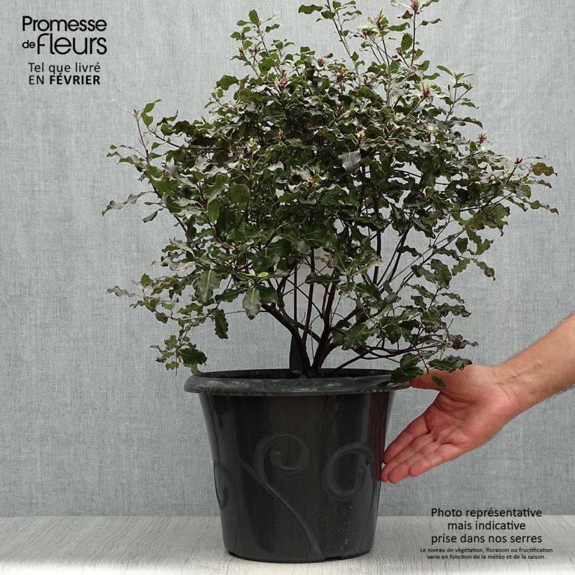 Pittosporum tenuifolium Purpureum - Kohuhu 7.5L/10L pot sample as delivered in autumn