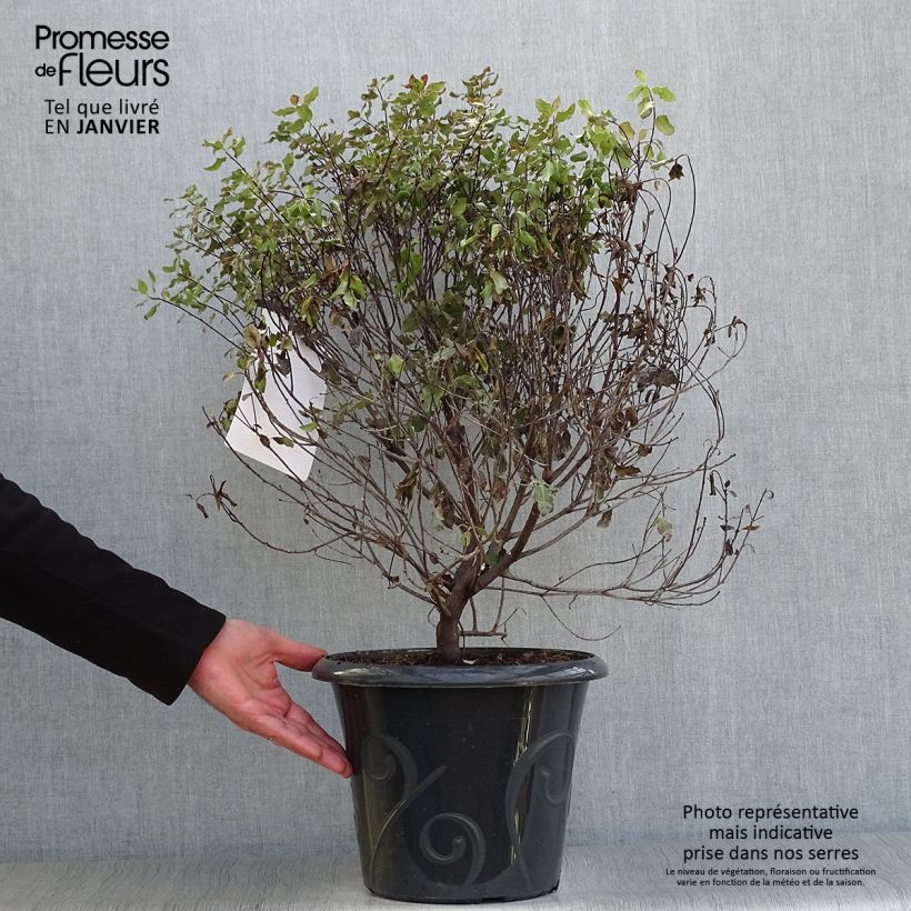 Pittosporum tenuifolium Purpureum - Kohuhu 7.5L/10L pot sample as delivered in winter