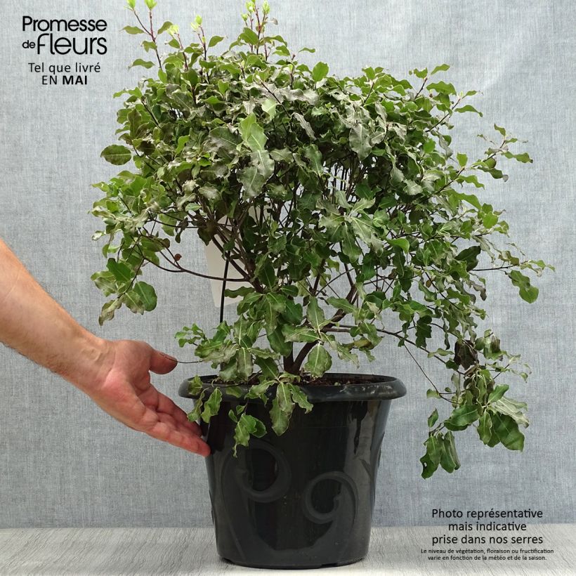Pittosporum tenuifolium Purpureum - Kohuhu 7.5L/10L pot sample as delivered in spring