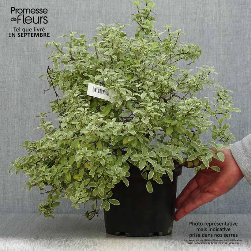 Pittosporum tenuifolium Silver Ball - Kohuhu 2L/3L pot sample as delivered in autumn