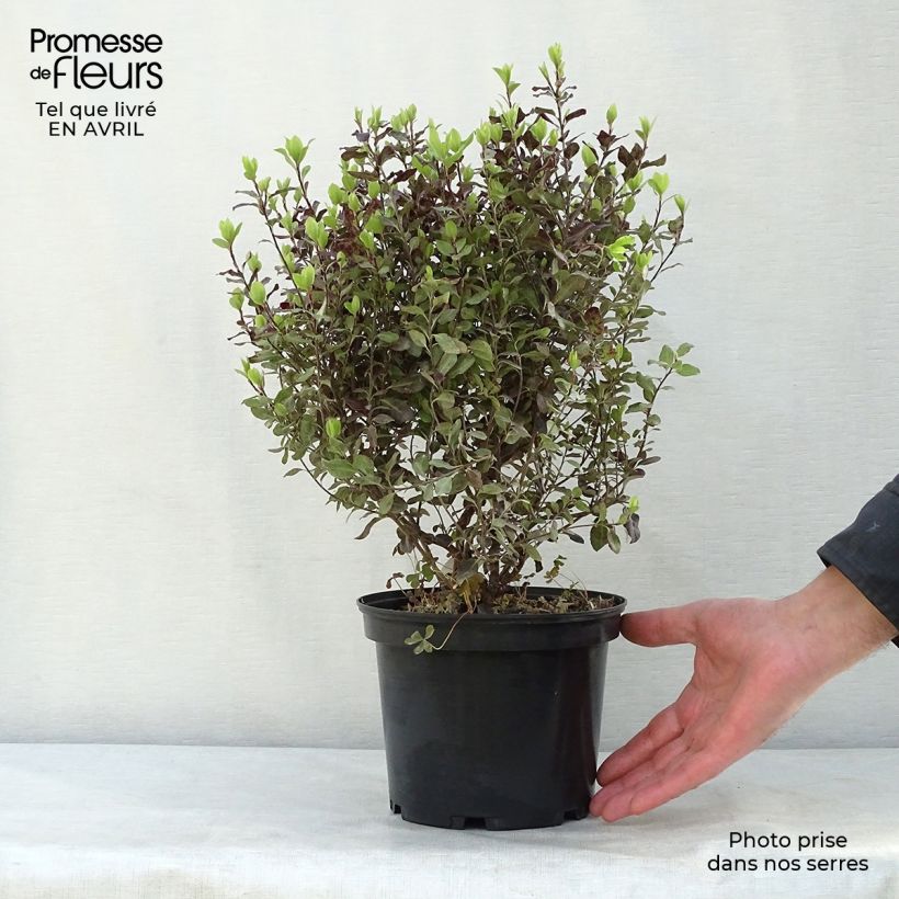 Pittosporum tenuifolium Tom Thumb - Kohuhu 2L/3L pot sample as delivered in spring