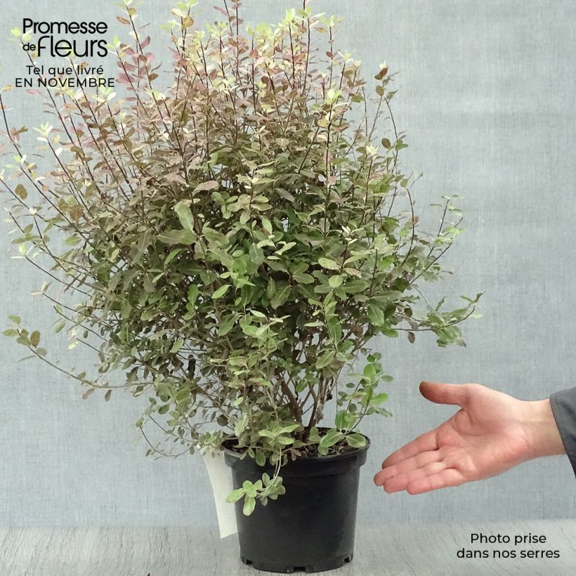 Pittosporum tenuifolium Tom Thumb - Kohuhu 2L/3L pot sample as delivered in autumn