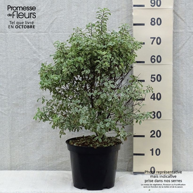 Pittosporum tenuifolium Variegatum - Kohuhu 7.5L/10L pot sample as delivered in autumn