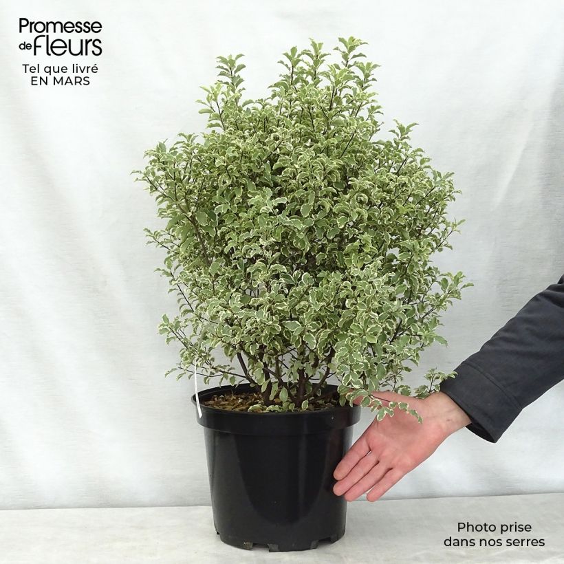 Pittosporum tenuifolium Variegatum - Kohuhu 7.5L/10L pot sample as delivered in spring