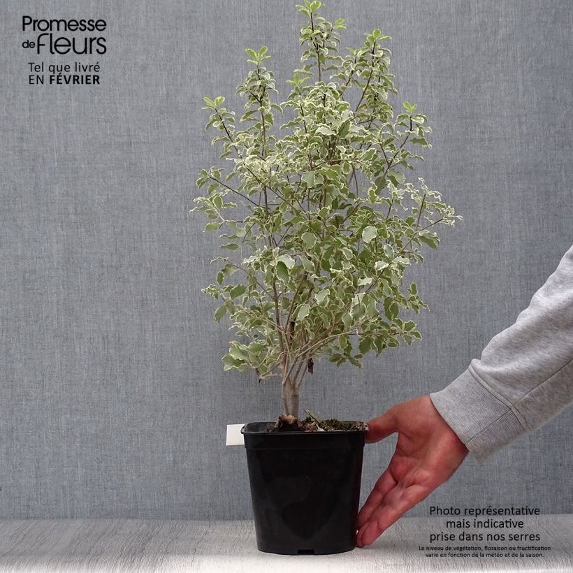 Pittosporum tenuifolium Variegatum - Kohuhu 2L/3L pot sample as delivered in autumn