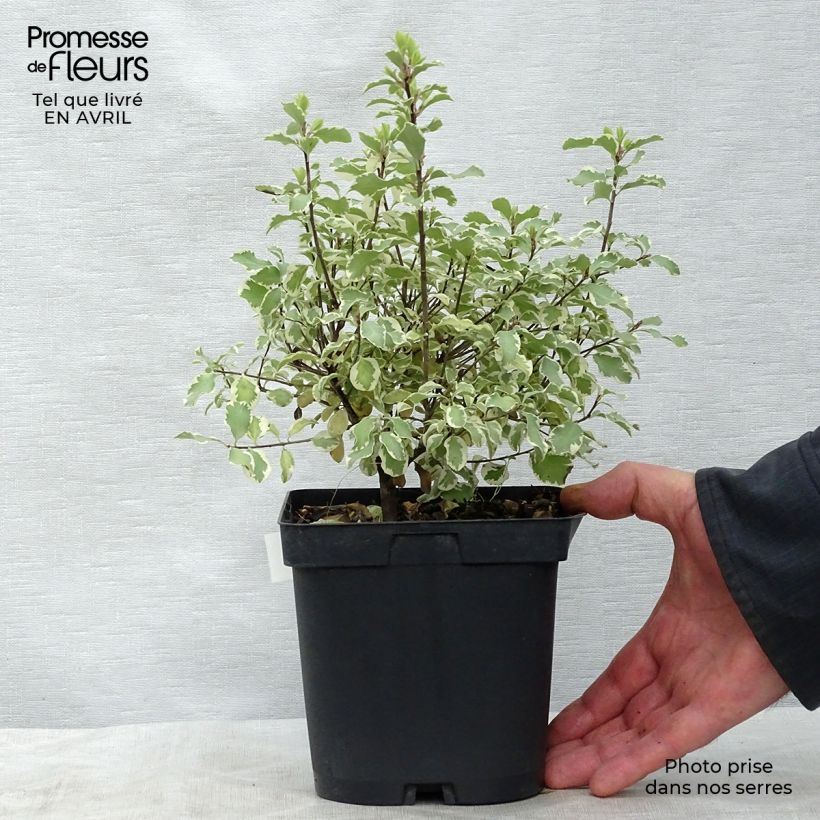 Pittosporum tenuifolium Variegatum - Kohuhu 2L/3L pot sample as delivered in spring