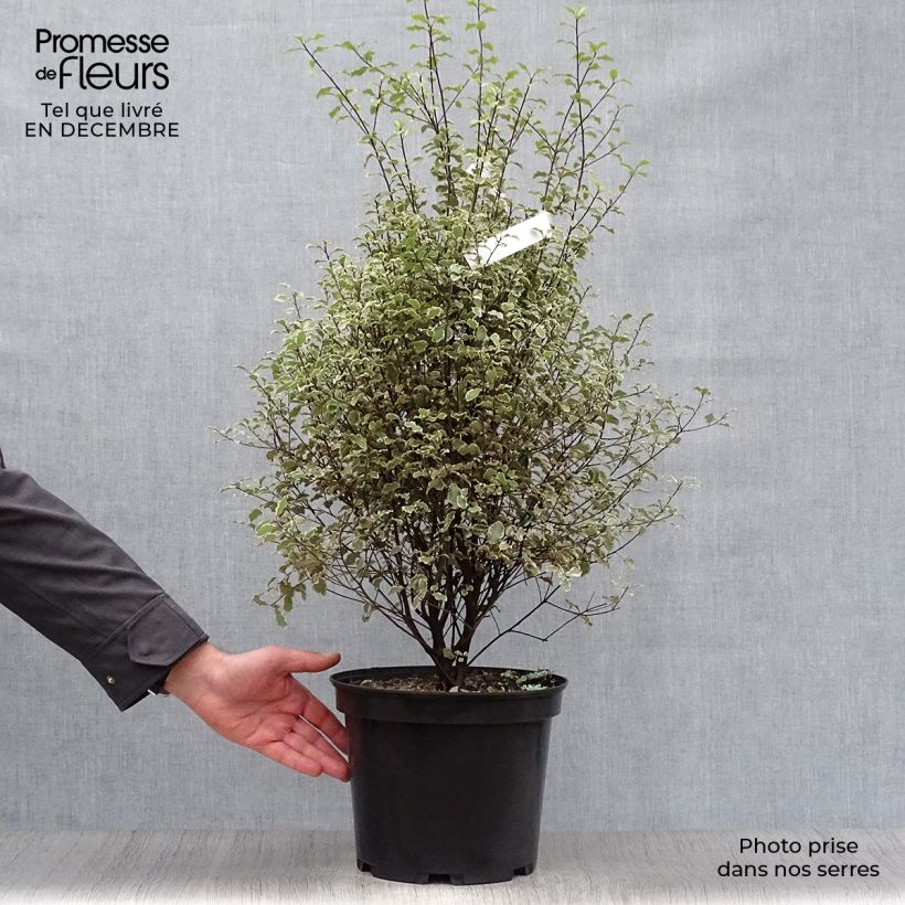 Pittosporum tenuifolium Victoria - Kohuhu 4L/5L pot sample as delivered in winter