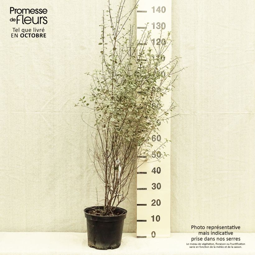 Pittosporum tenuifolium Victoria - Kohuhu 4L/5L pot sample as delivered in autumn