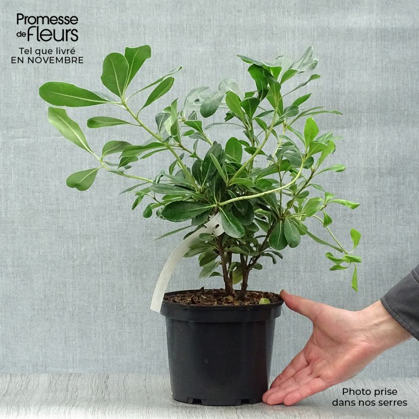 Pittosporum tobira 2L/3L pot sample as delivered in autumn