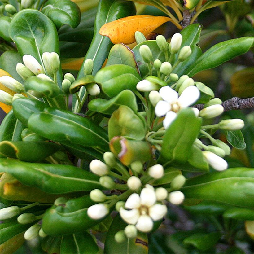 Pittosporum tobira (Flowering)