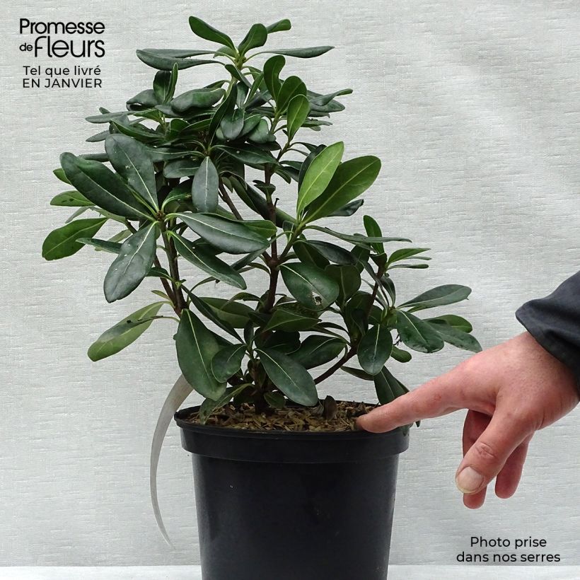 Pittosporum tobira 2L/3L pot sample as delivered in winter