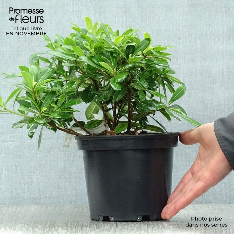 Pittosporum tobira Nanum - Japanese Pittosporum 2L/3L pot sample as delivered in autumn