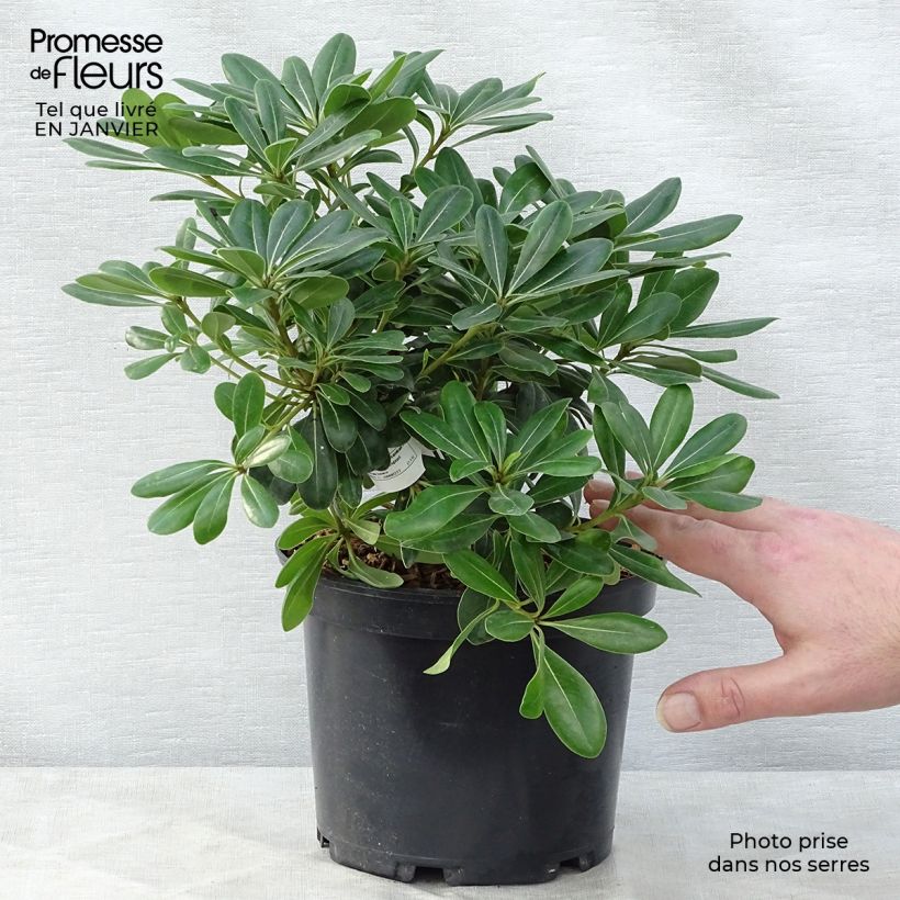 Pittosporum tobira Nanum - Japanese Pittosporum 2L/3L pot sample as delivered in winter